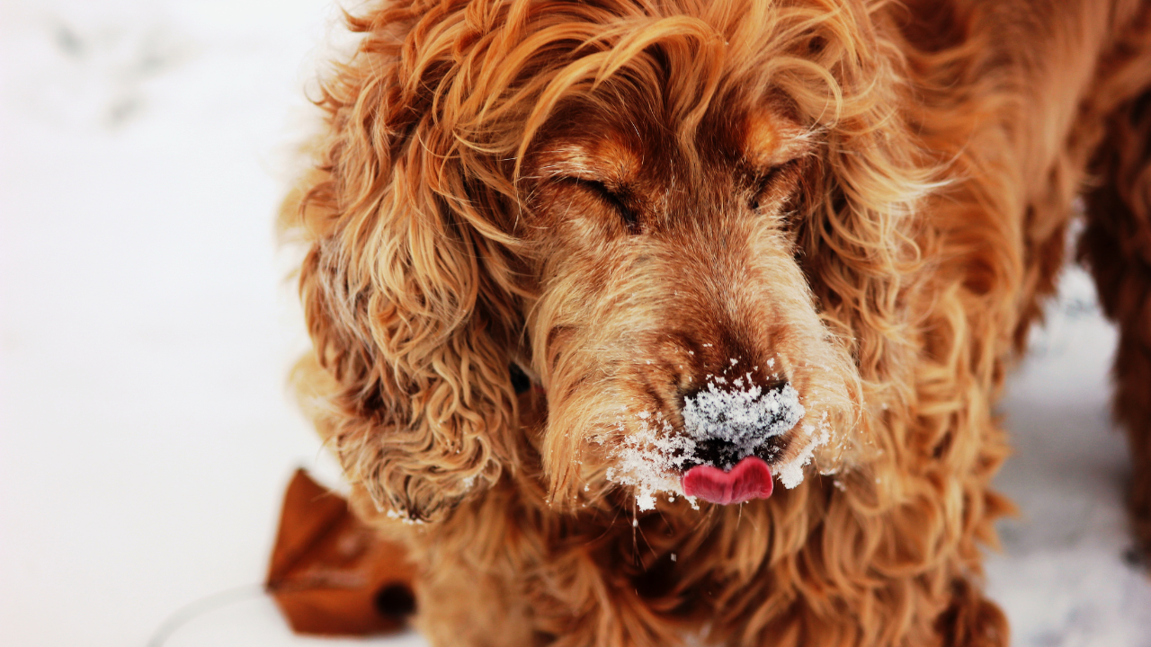 View of 7 Winter Safety Tips for Dog Owners – Fera Pets