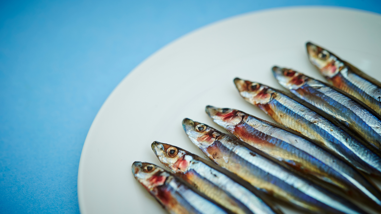 Fish for cats online