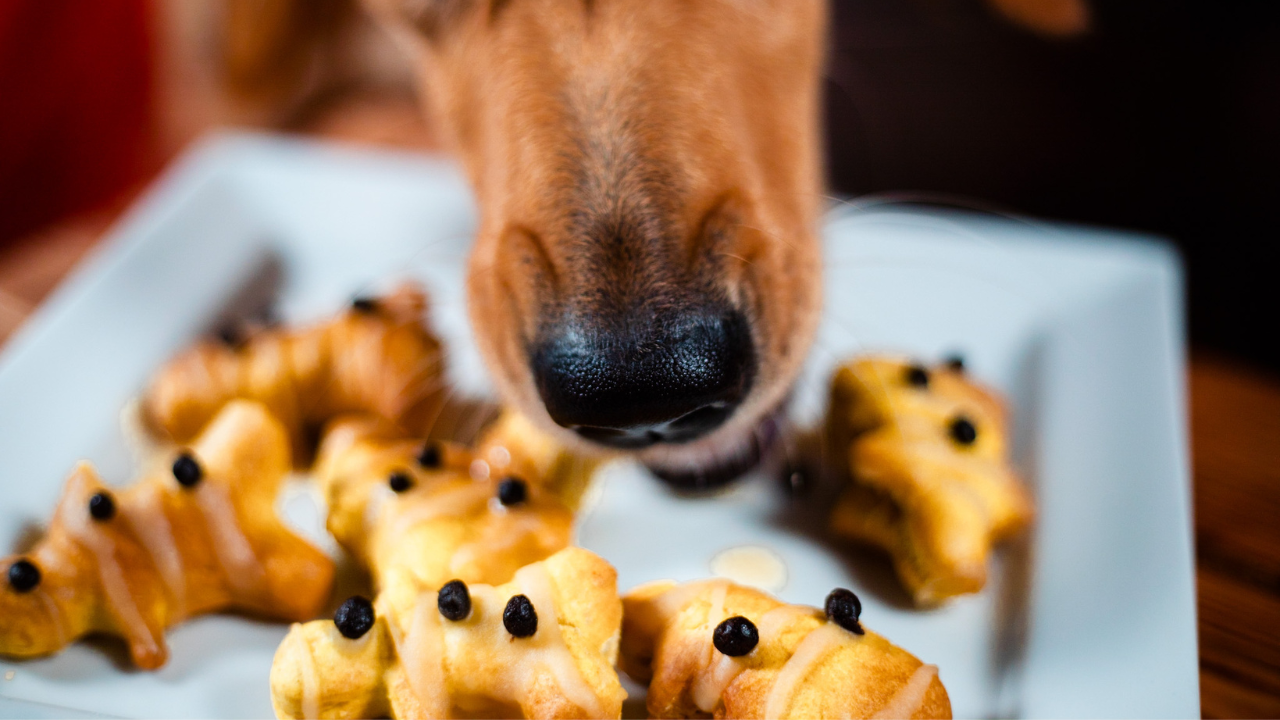 Festive Christmas Recipes to make for your Dog