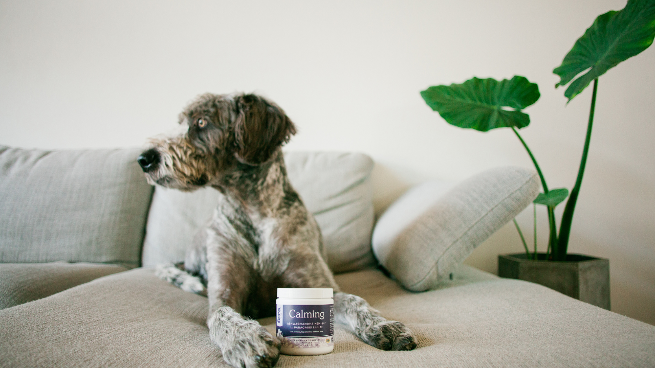 Separation Anxiety in Pets and the Best Ways to Comfort Them While