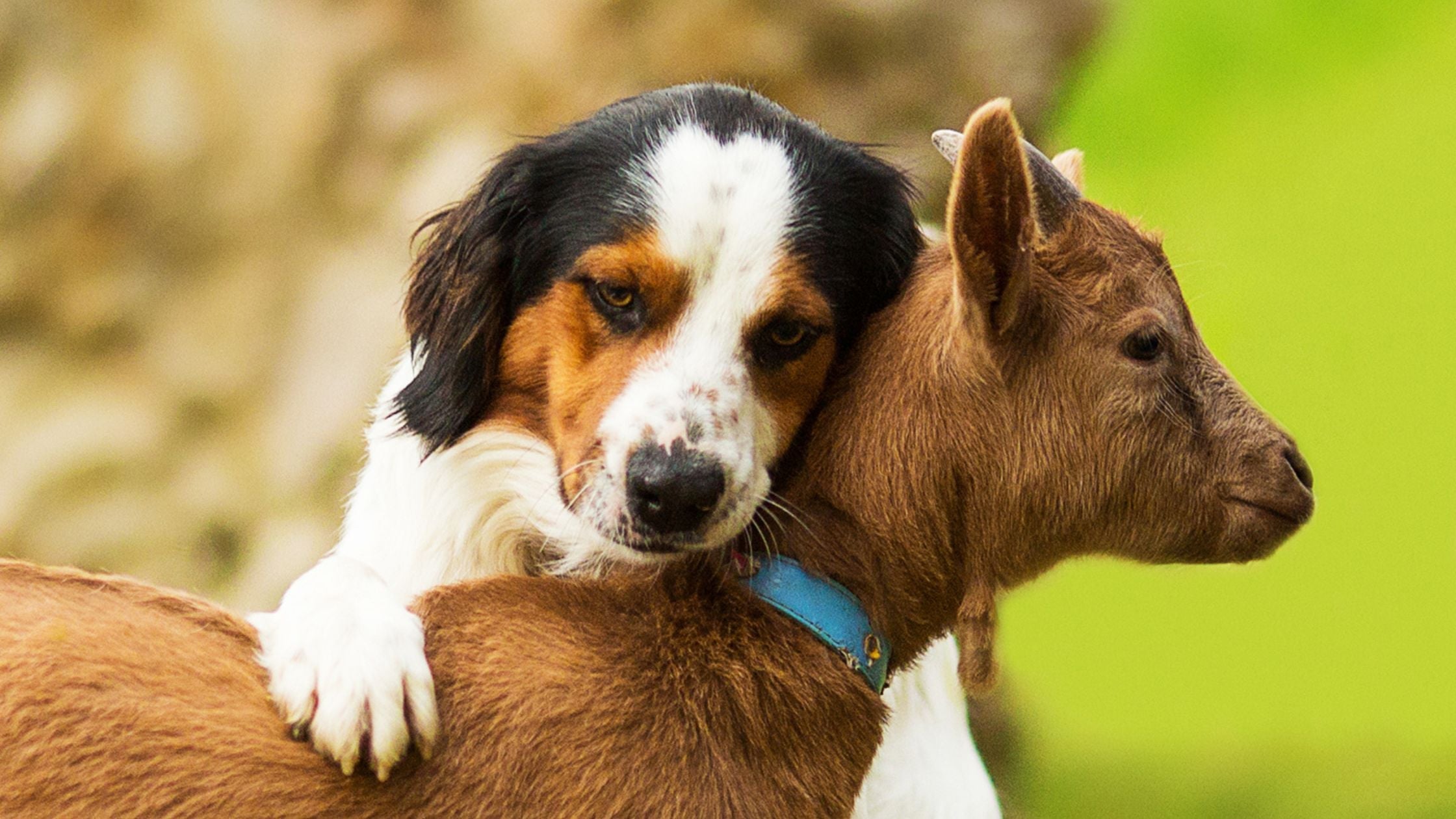 6 Pawsome Benefits of Goat Milk for Dogs and Cats – Fera Pets