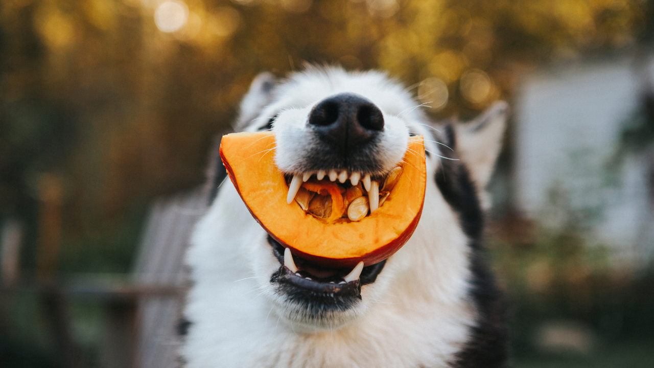 7 Reasons Why Pumpkin is Good For Dogs and Cats Fera Pets
