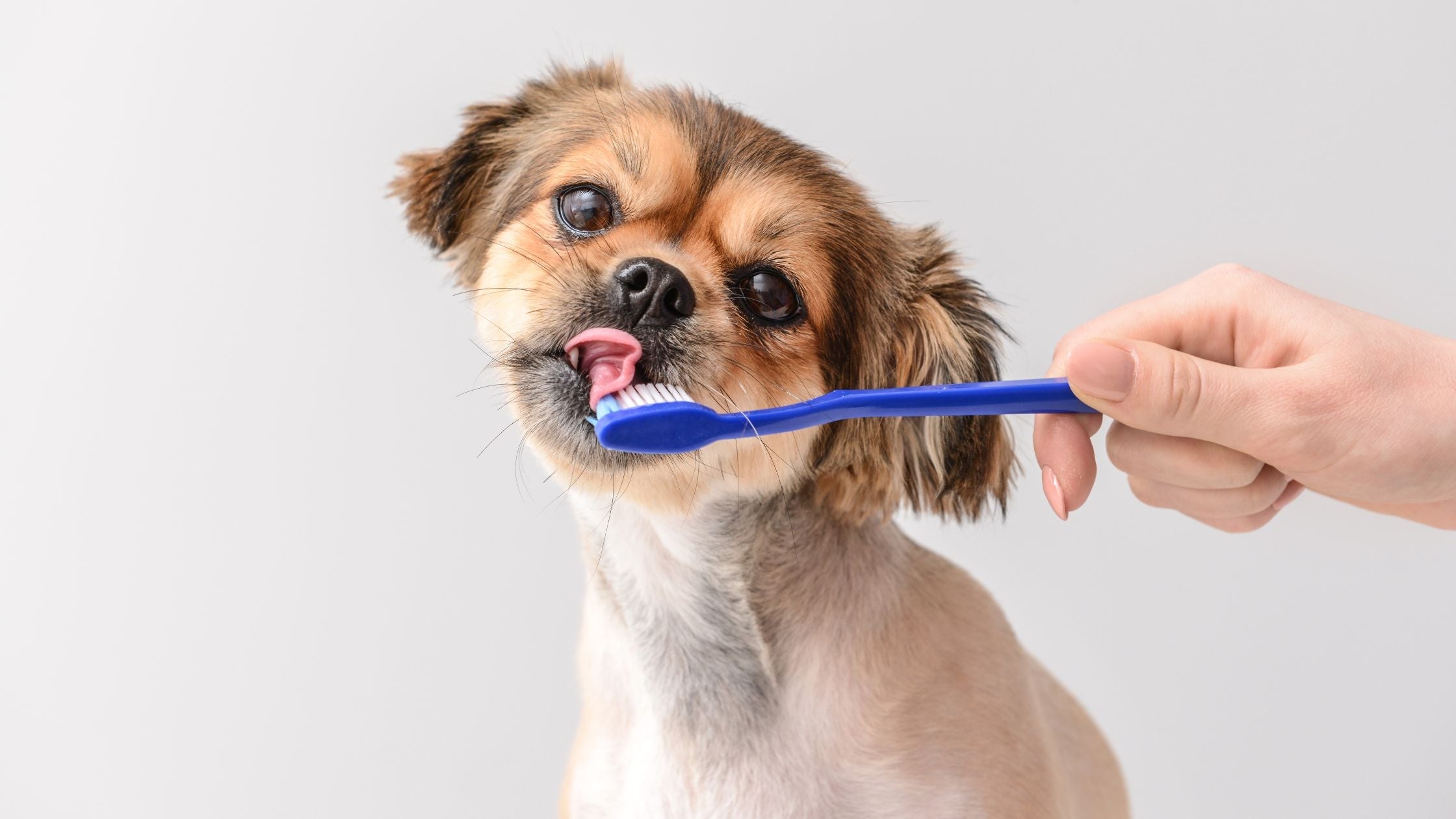 Dental clens pads for dogs deals