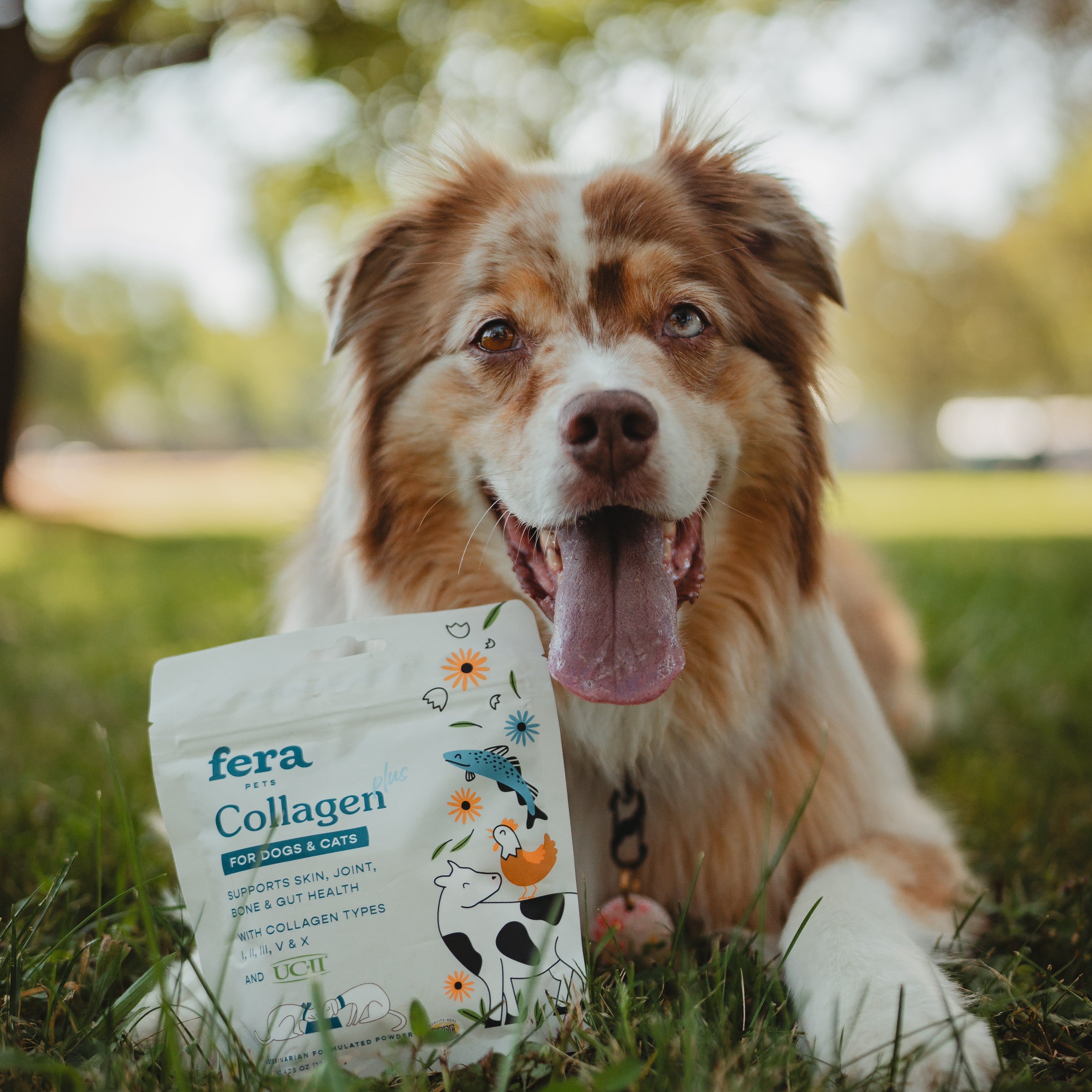 Undenatured Type II Collagen: How It Can Be Beneficial to Your Pet’s Health