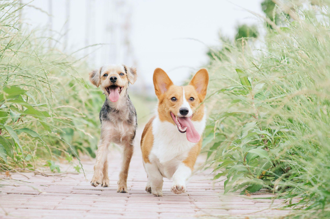 Keeping Your Pet’s Skin Microbiome Healthy With PawBiome Pet Balm