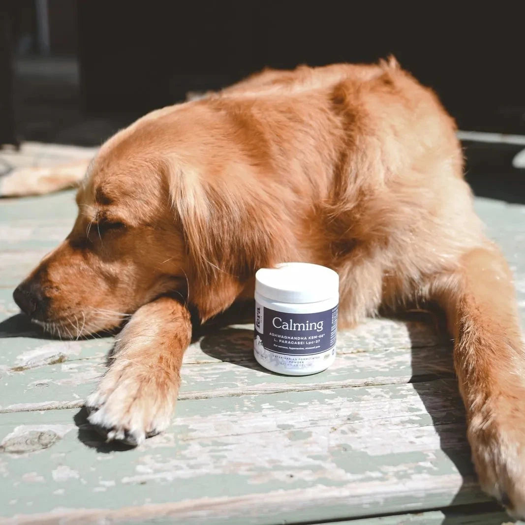 Calming Support for Anxious Dogs, Better than CBD