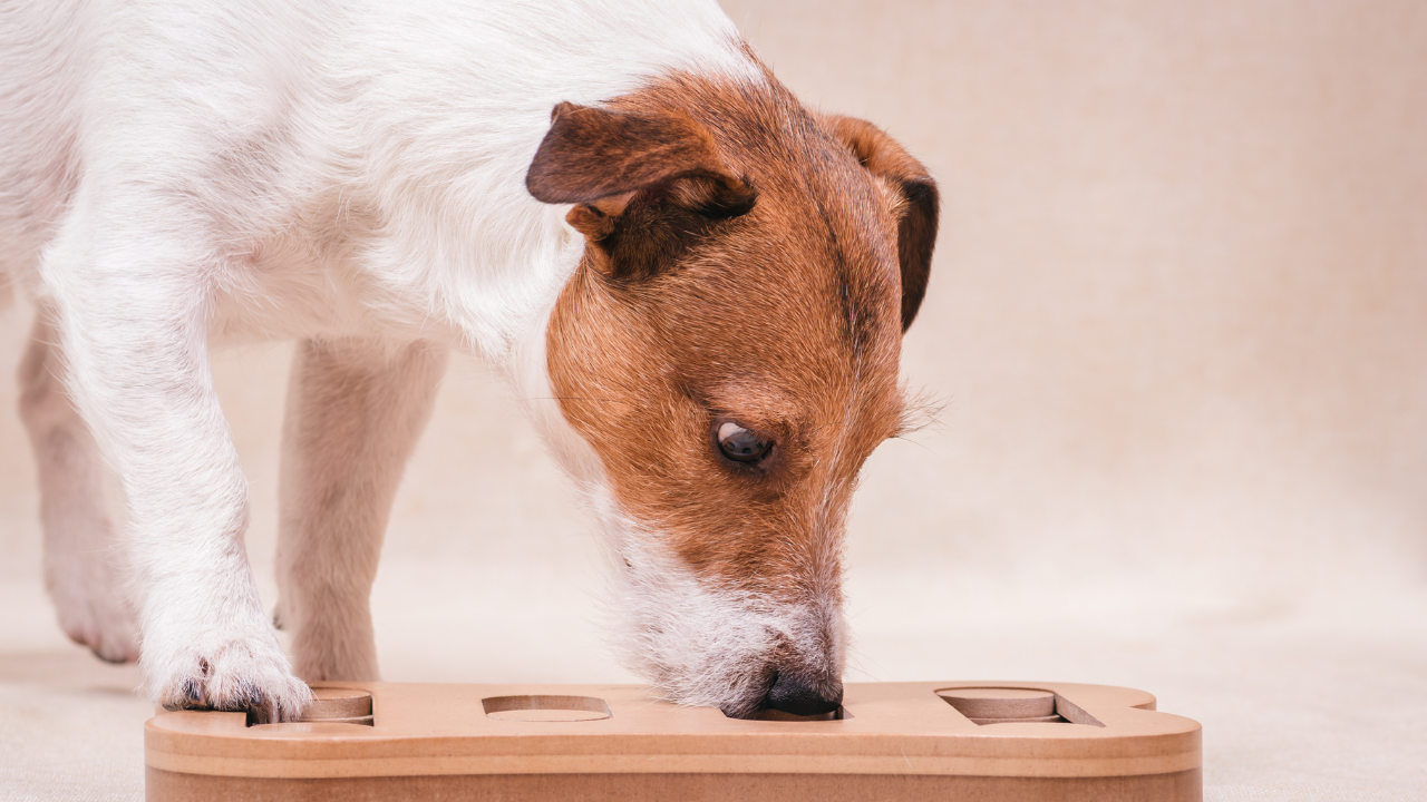 Why and How to Add Enrichment to Your Dog's Life!
