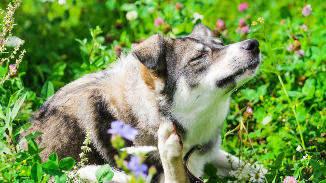 Skin Allergies in Pets and What Pet Parents Should Know This Allergy Season