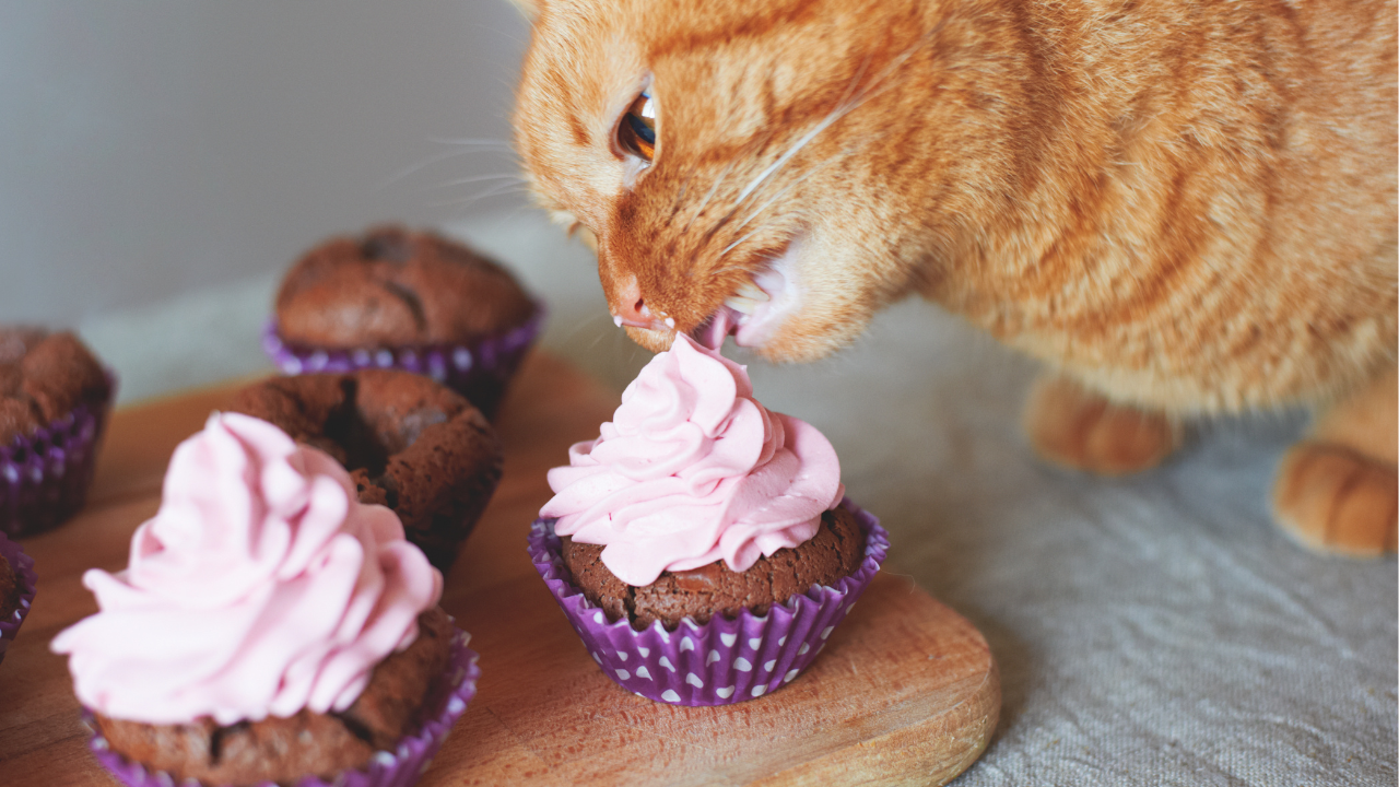 23 People Foods that are Safe for Cats