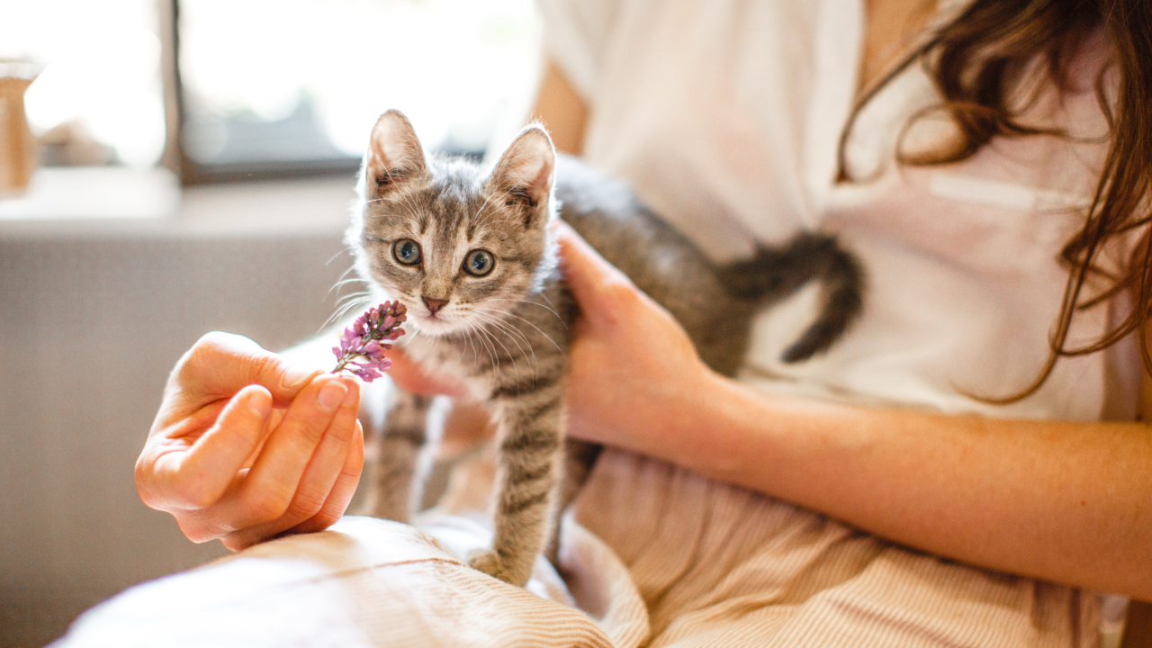 New Kitten Health Checklist to Give Your Feline Friend a Great Start