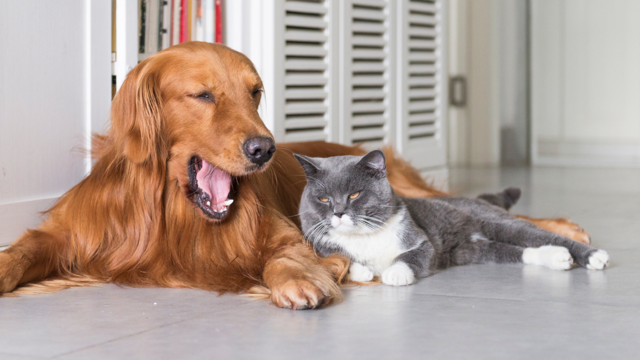 Prebiotics and Probiotics for Pets: What You Need to Know