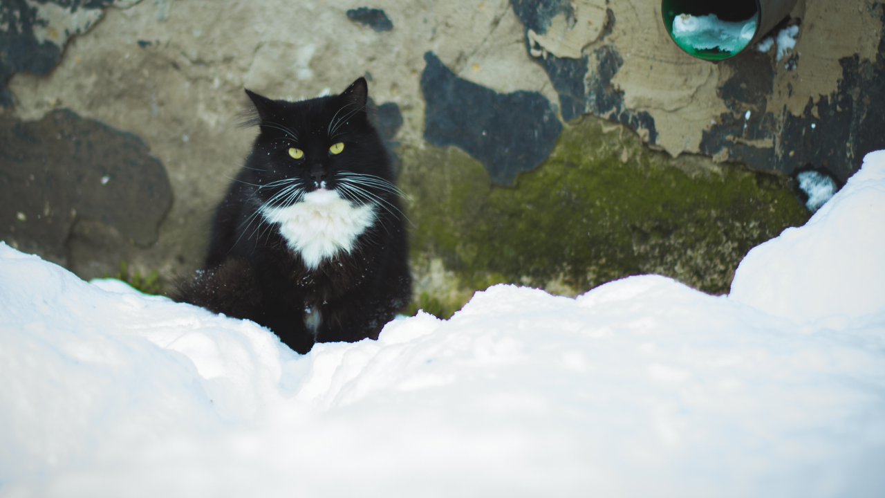 8 Ways to Keep your Cat Safe this Winter