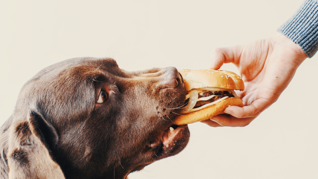 25 People Foods That are Safe and Healthy for Dogs