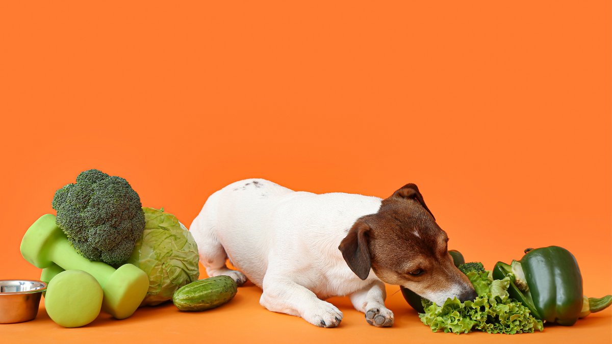 Diet and Nutrition Tips for Dogs with Liver Disease