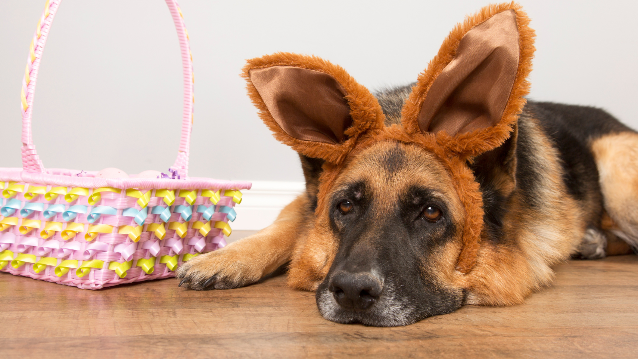 6 Ways to Celebrate Easter with your Dog