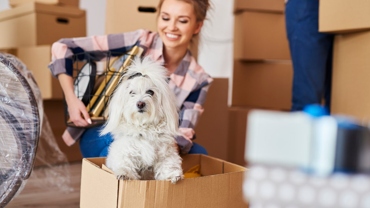 The Ultimate Guide to Moving With Pets and Helping Them Feel at Home