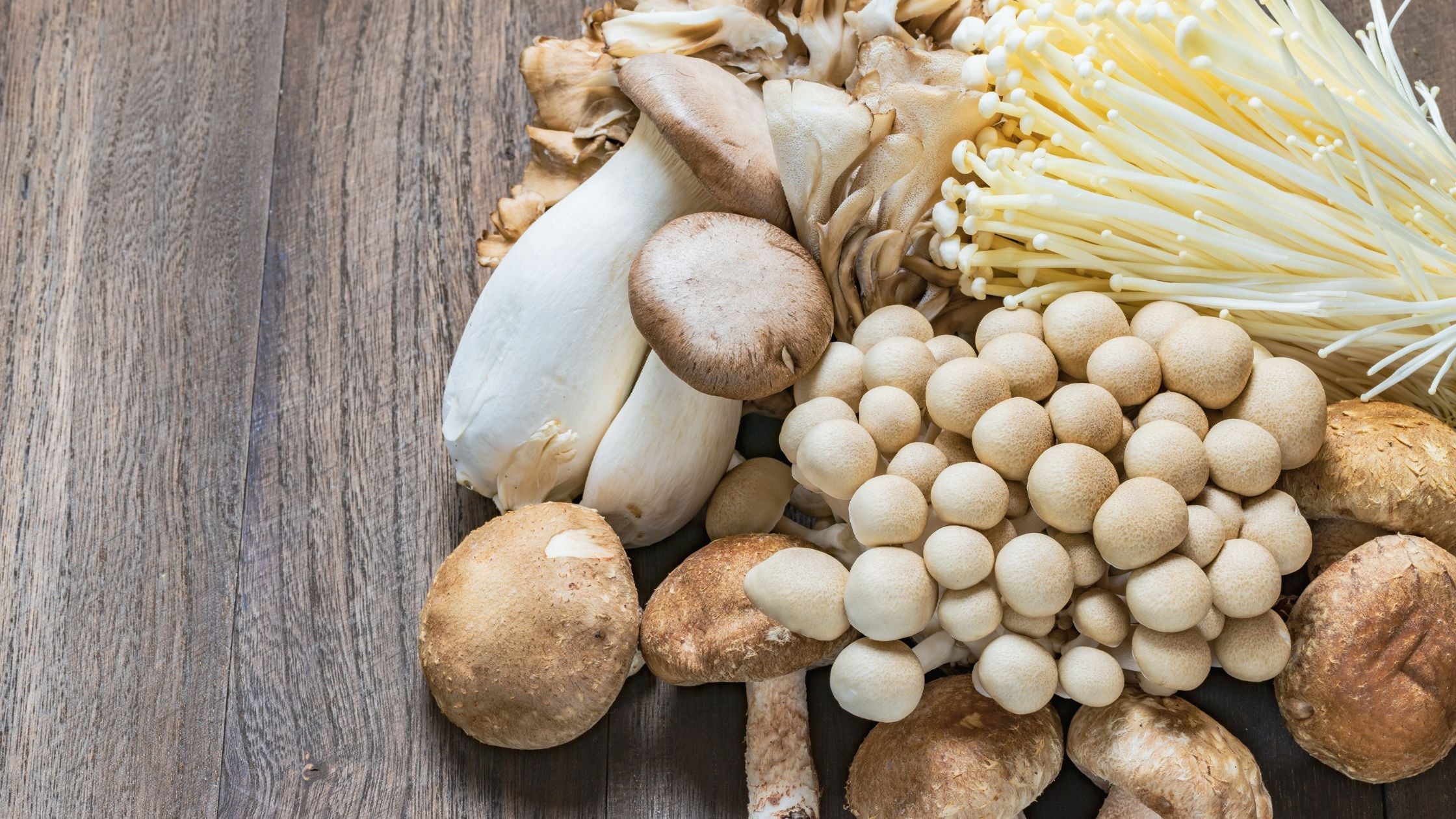 10 Healthy Mushrooms That Are Good for Dogs and Cats 