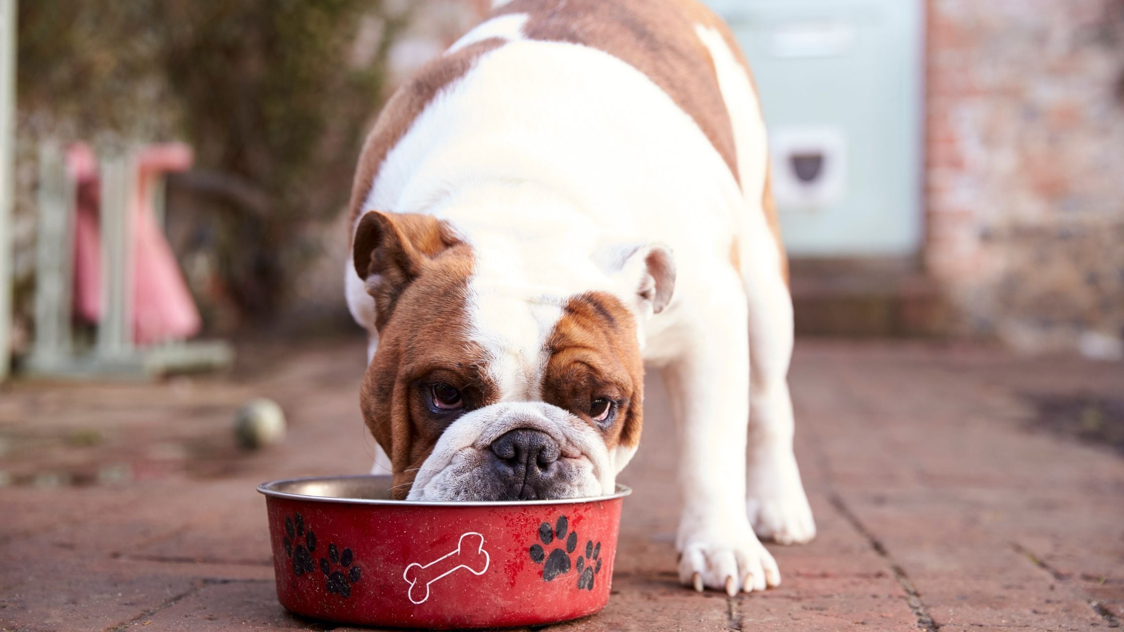 Is a Dog Food Topper Right For My Pet? What You Need to Know