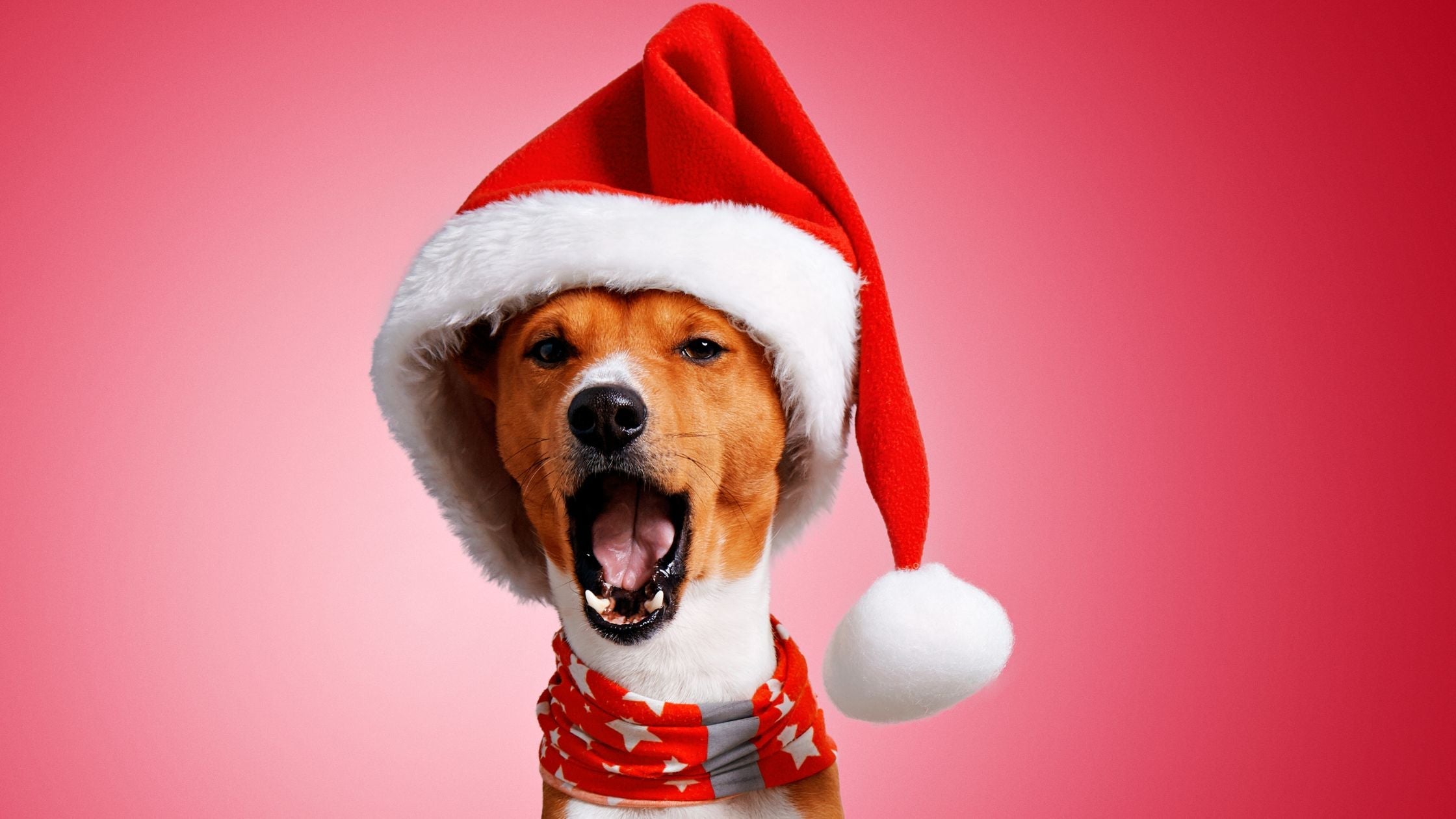 6 Merry and Bright Holiday Treat Recipes for Pets