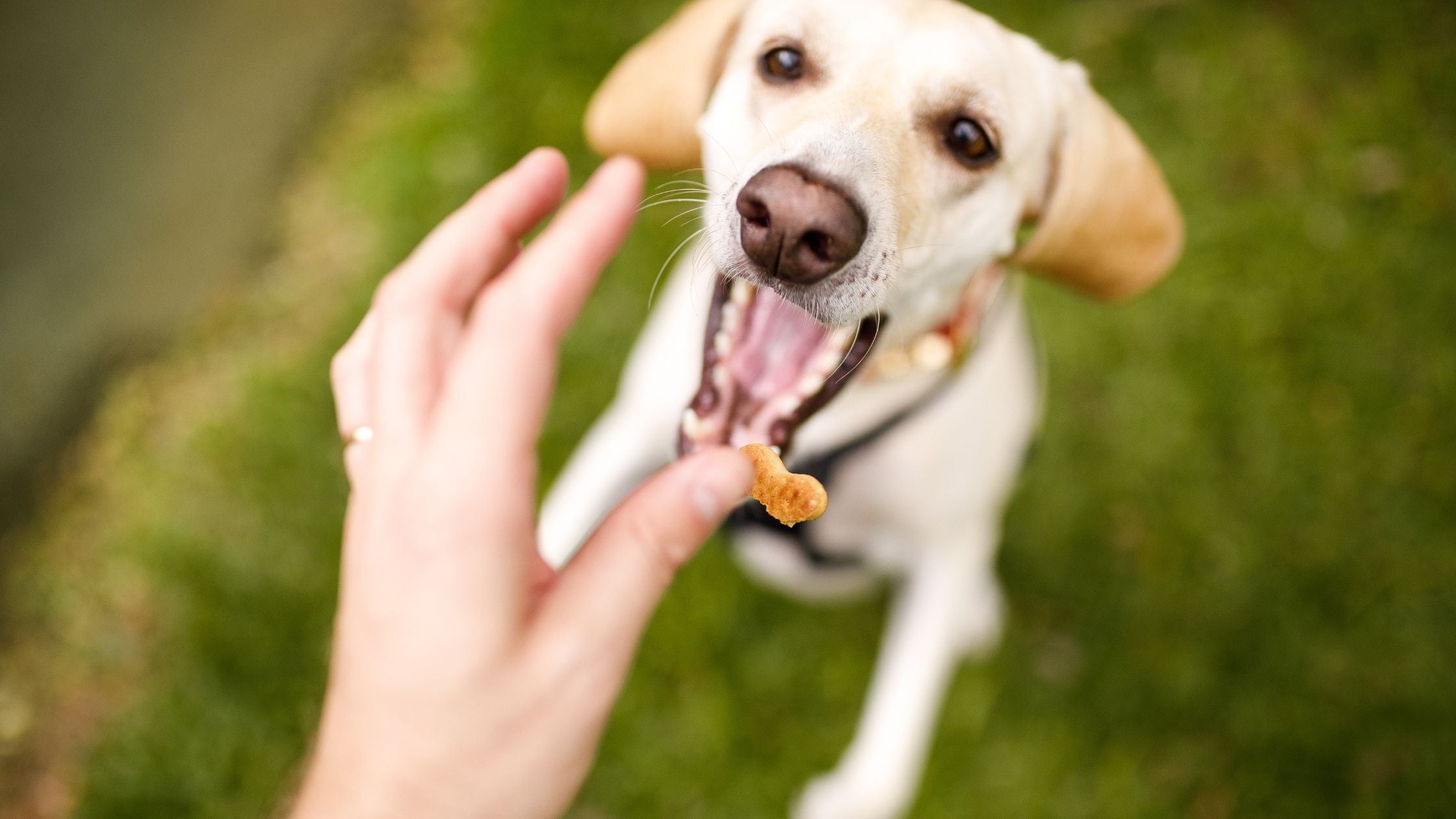 The Benefits of Homemade Pet Treats vs. Store-Bought