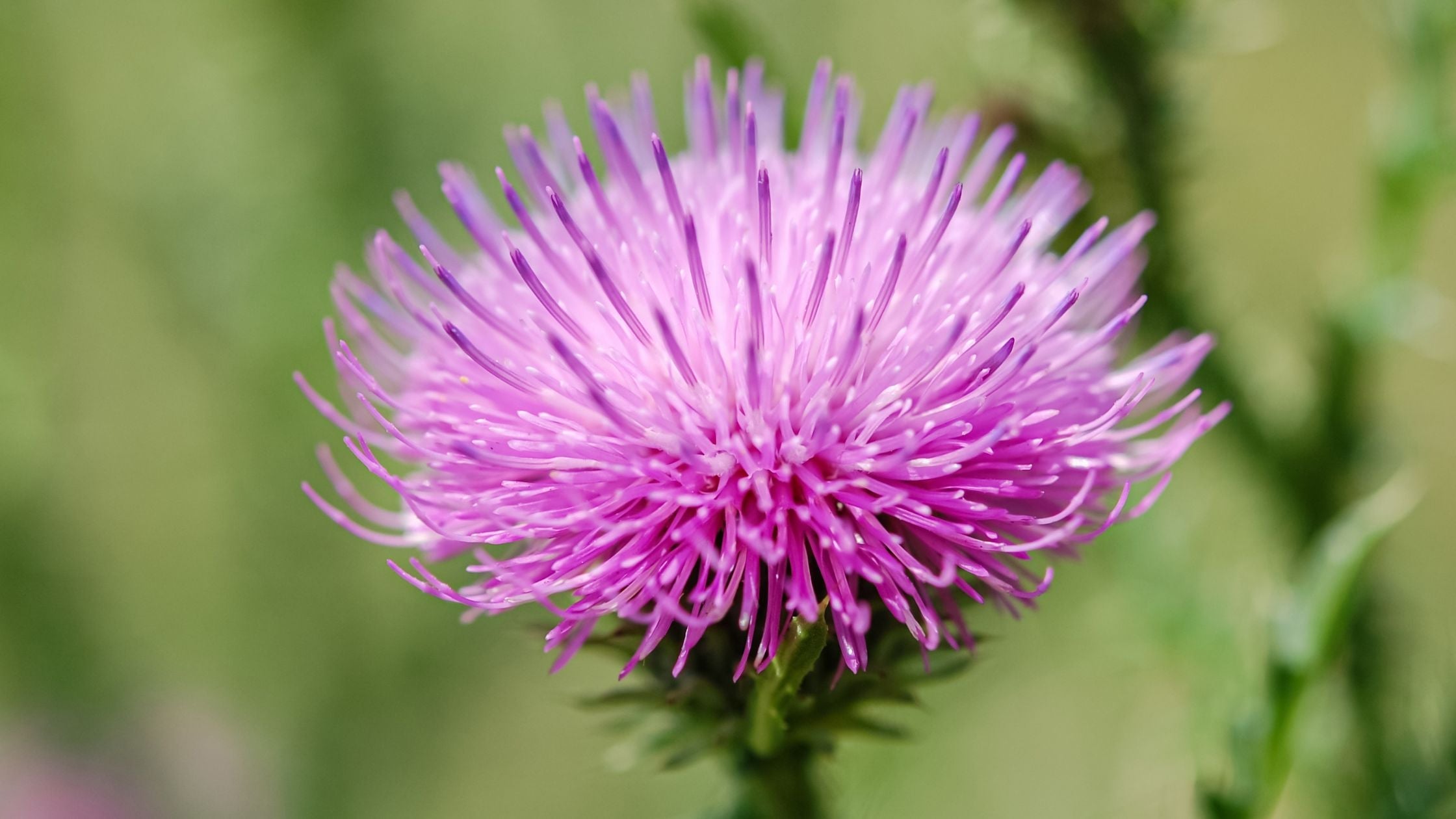 Nurturing with Nature: The Power of Milk Thistle for Pets