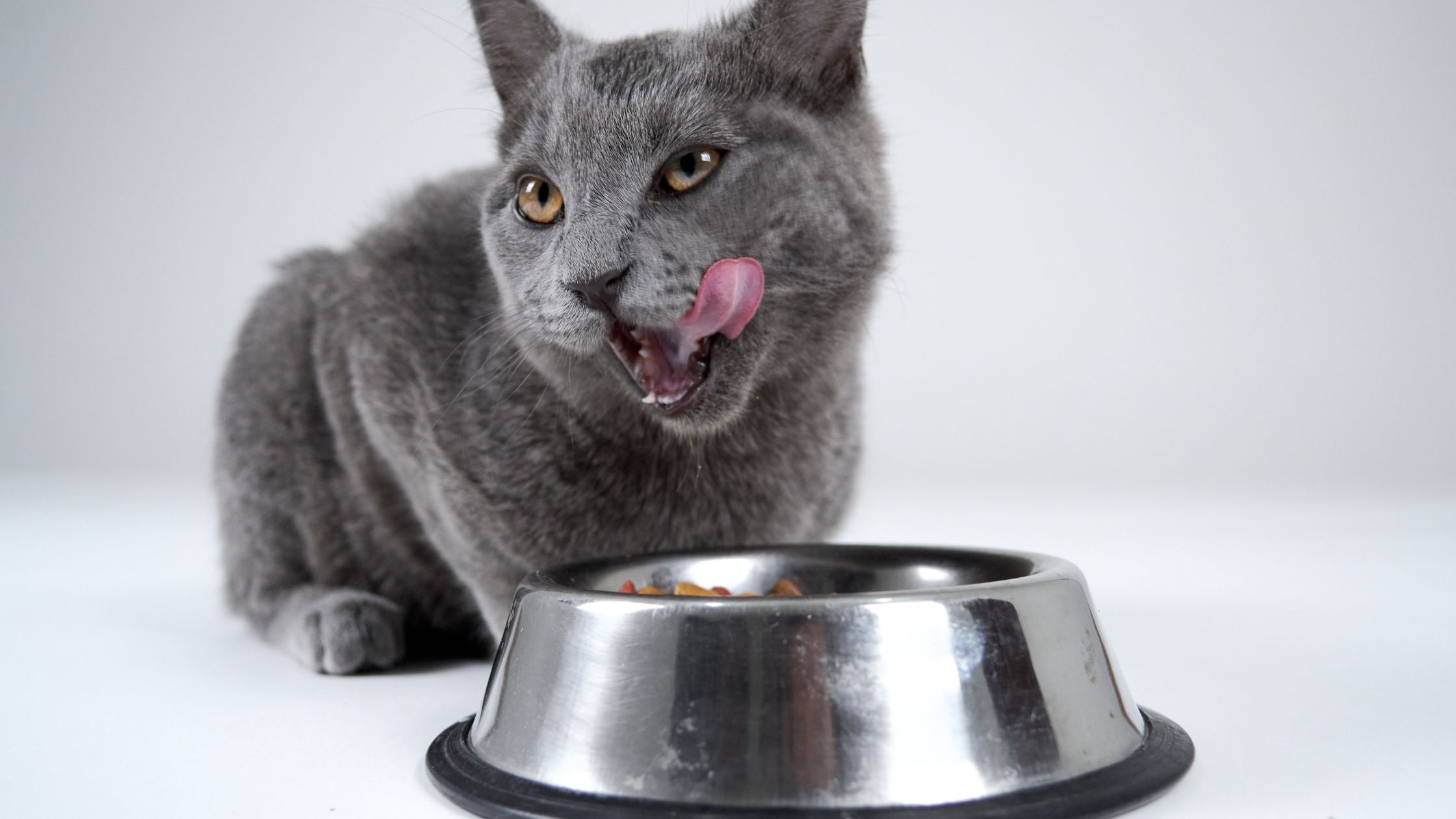 The Ultimate Guide to Understanding Your Cat’s Dietary Needs
