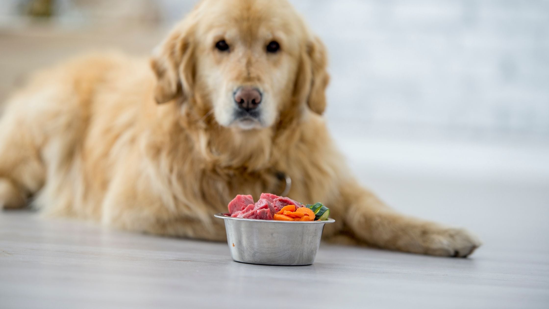 A Dog's Dietary Needs and How to Choose the Right Food
