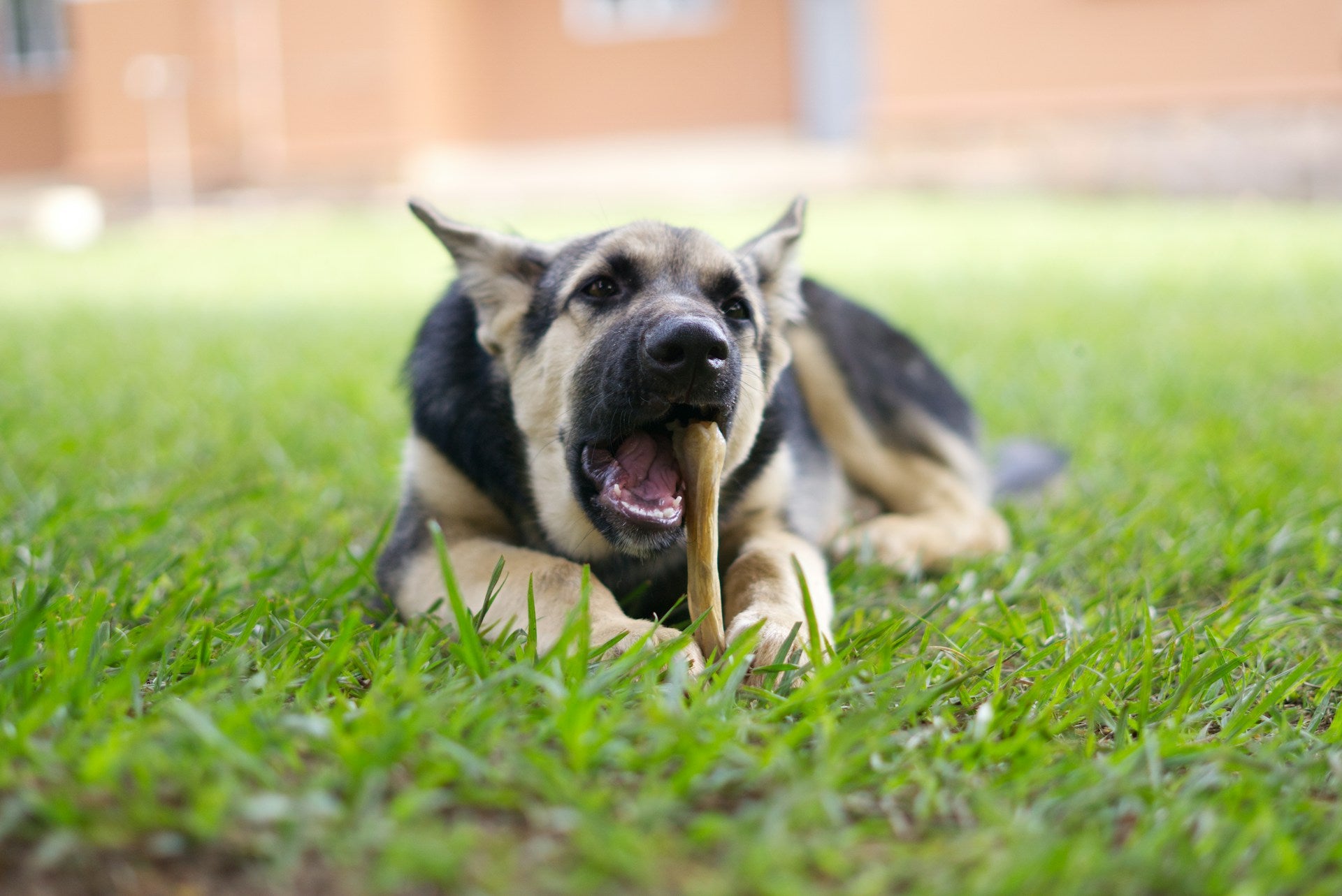 Why Collagen Is an Important Part of Your Pet’s Body