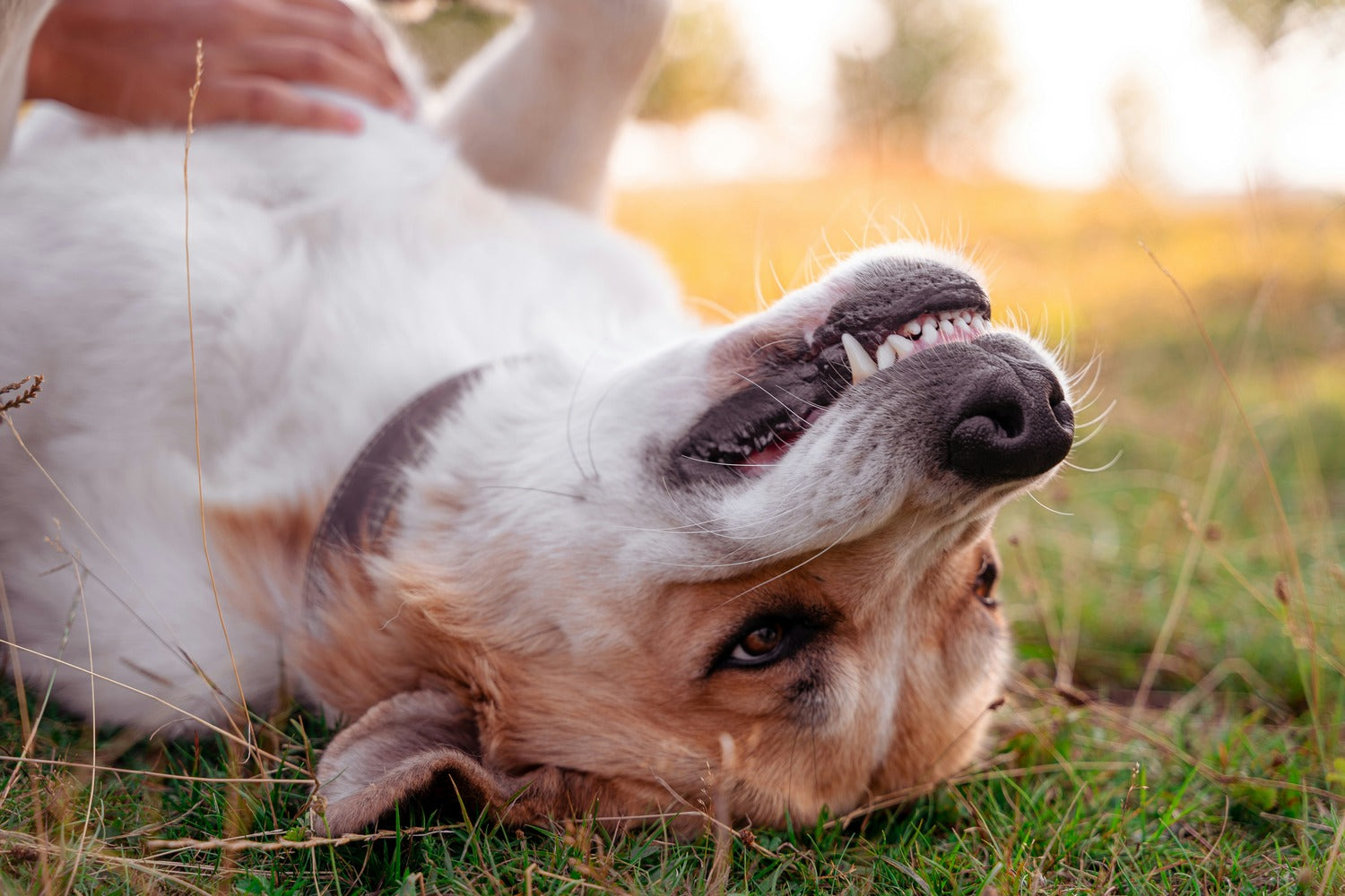 How the Oral Microbiome Affects More Than Just Your Pet’s Teeth