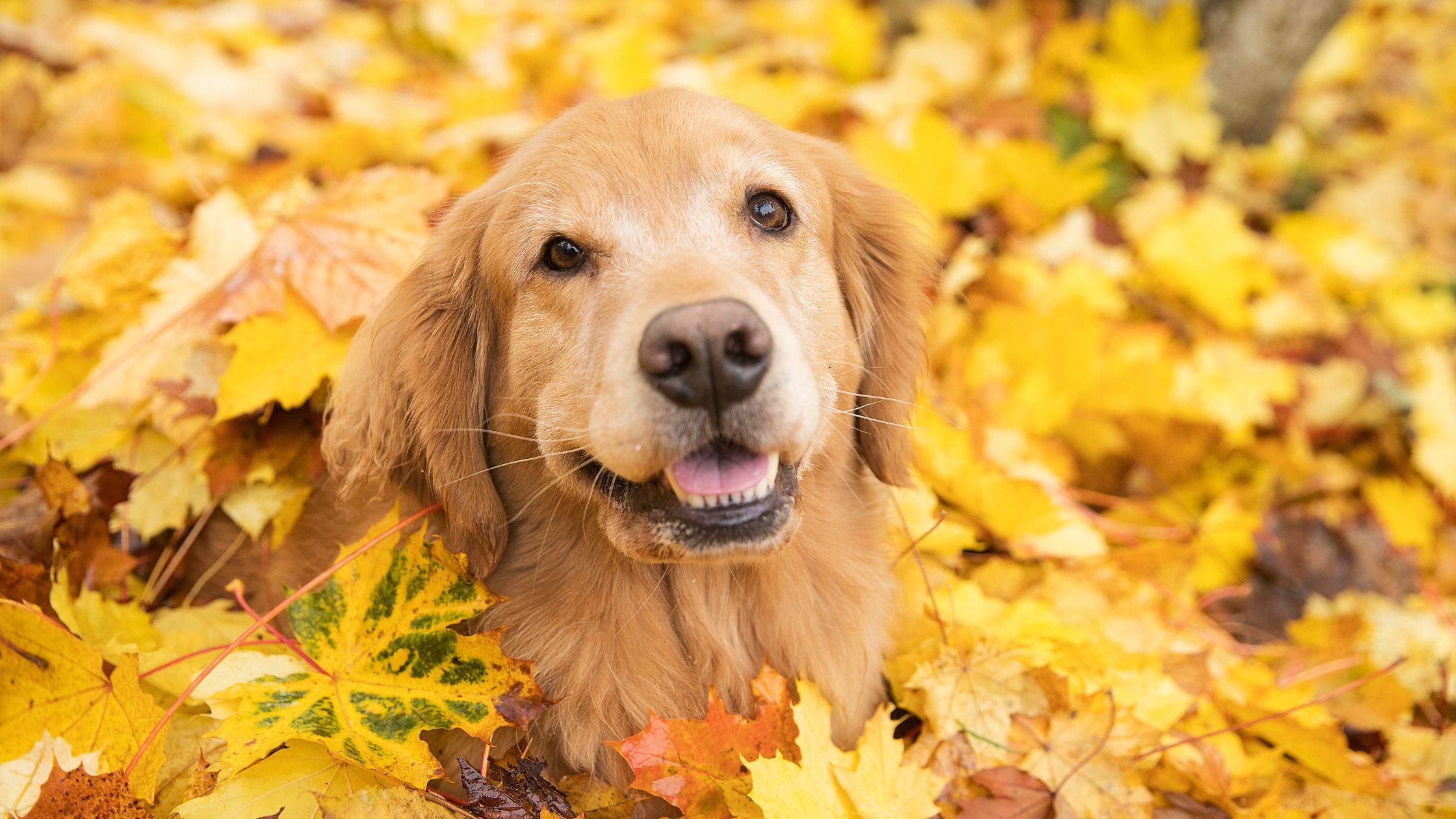 6 Unbe-leaf-able Fall Treats for Dogs