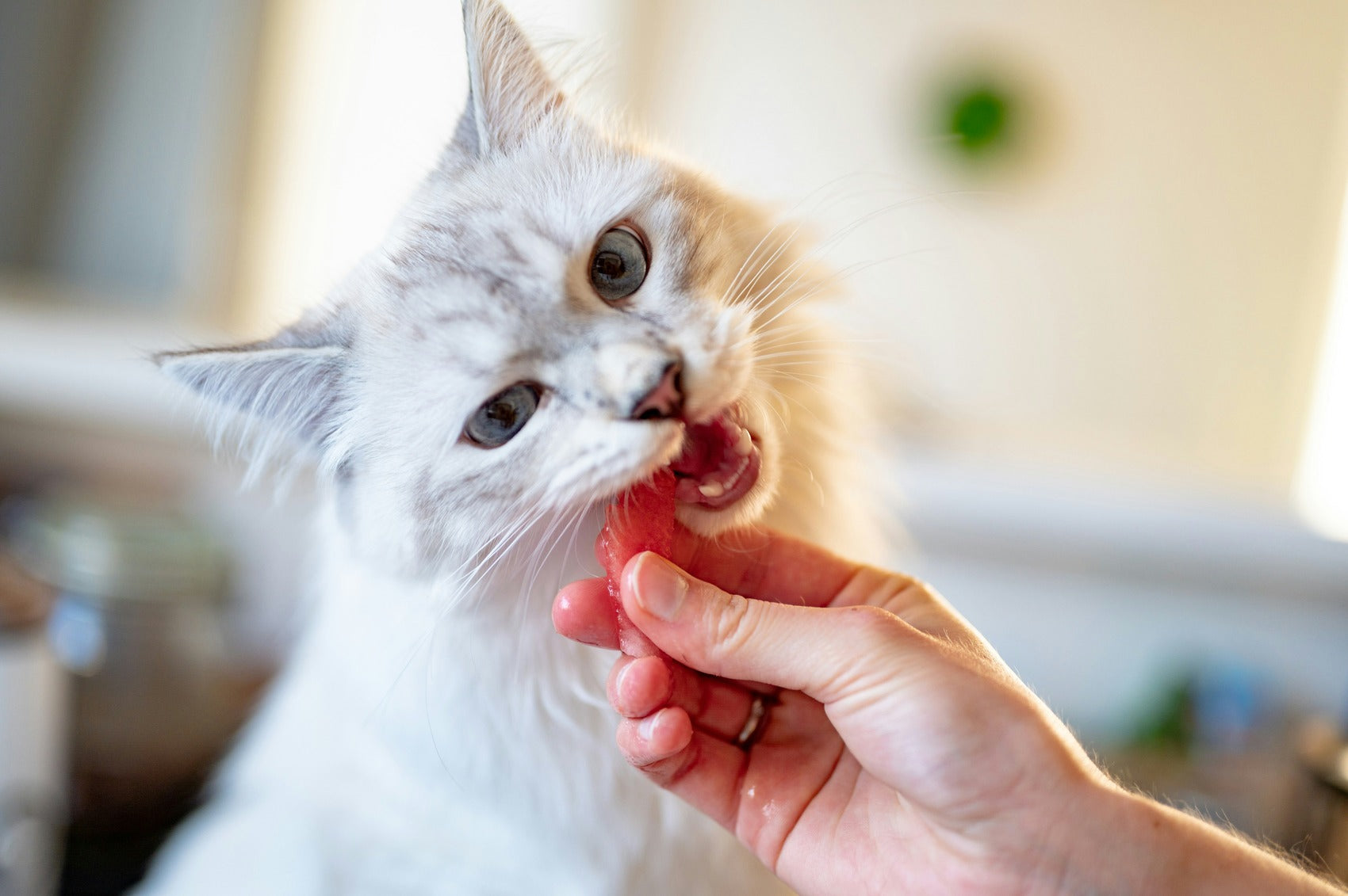 Support Your Cat’s Wellness From Nose to Tail