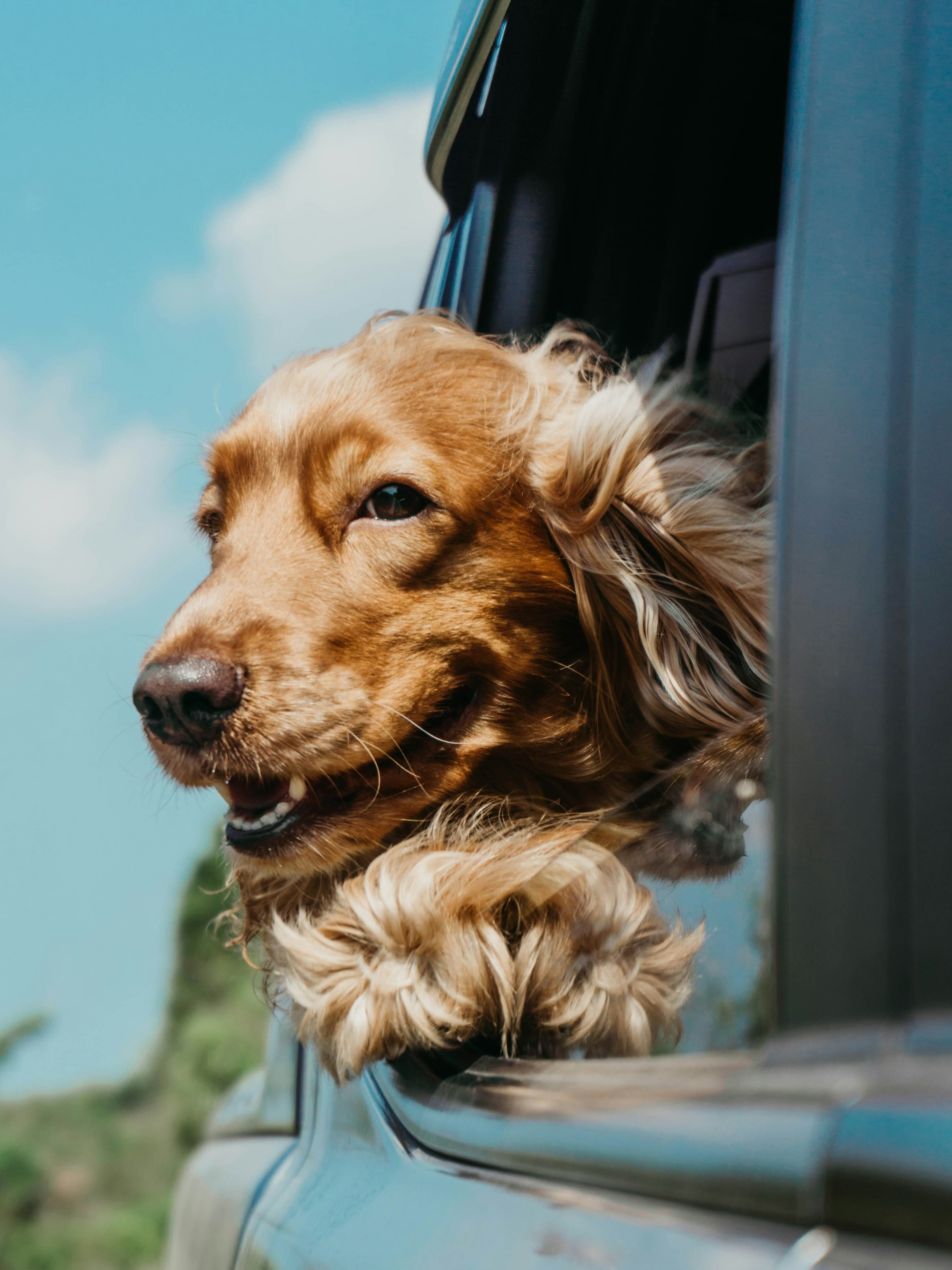 The Case for Postbiotic Supplements: The Gut-Health Connection in Dogs