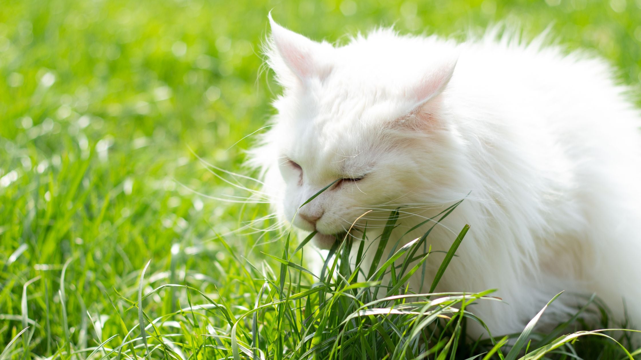 8 Purrfect Hairball Remedies for Your Feline Friends