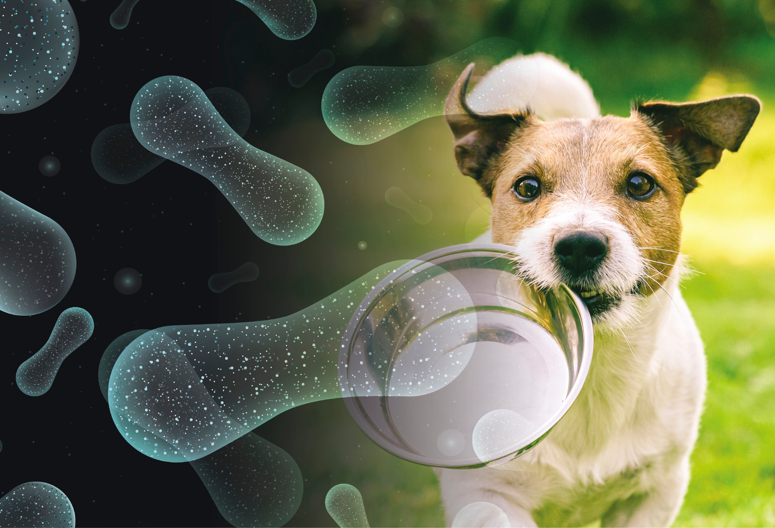 Probiotics for Dogs: Supporting Your Furry Friend’s Gut Health