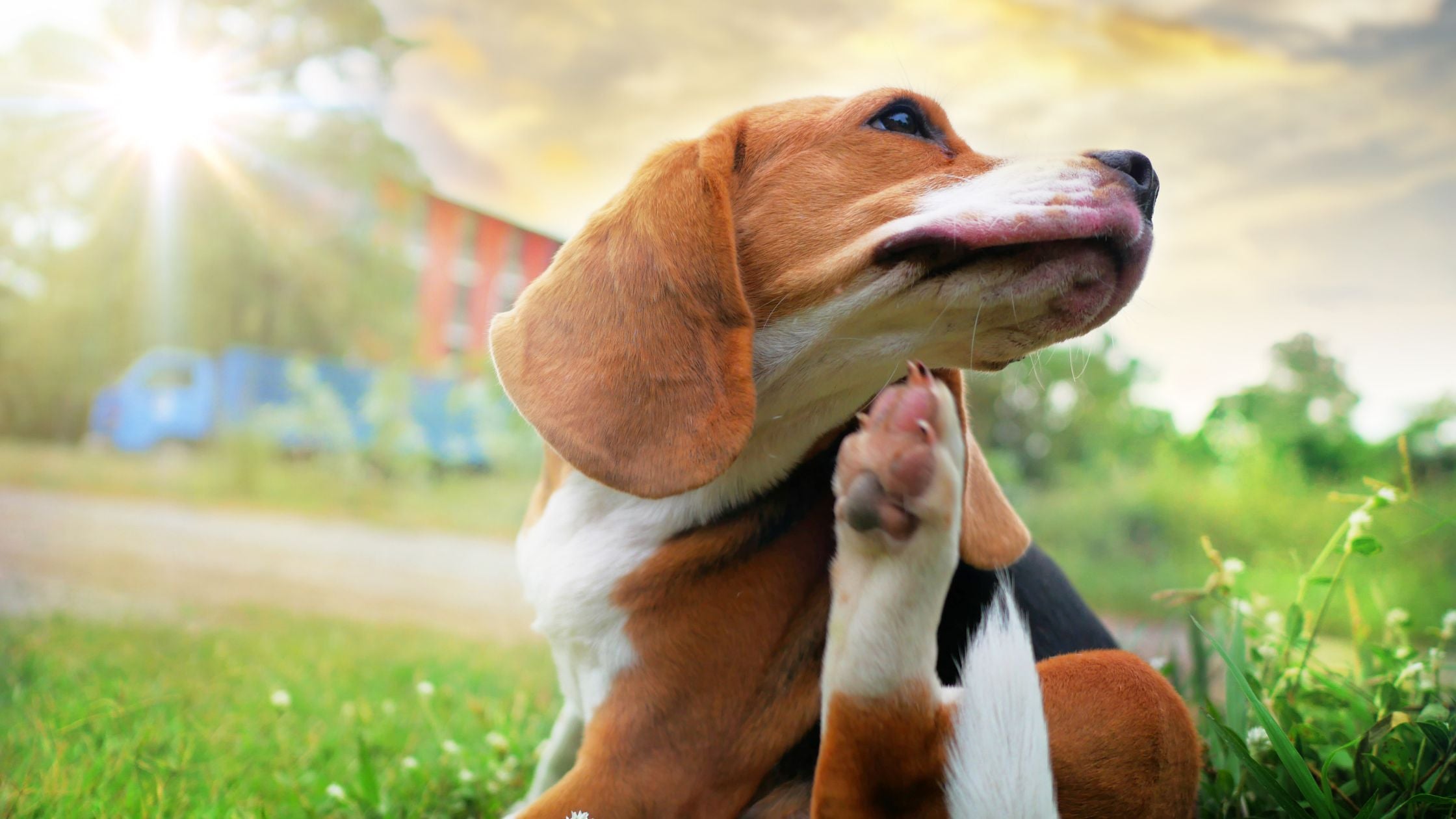 Itchy Pet Awareness Month: 3 Ways to Care For Your Companion’s Skin