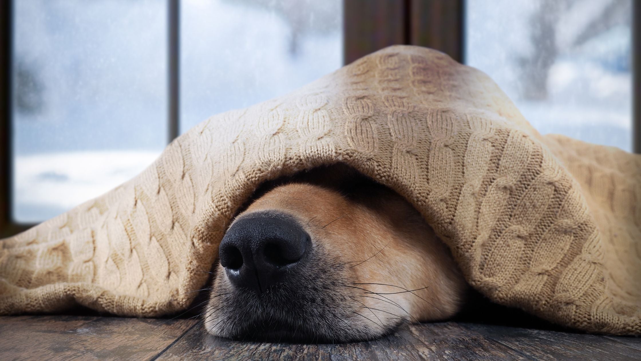 The Winter Blues: What You Need to Know About Seasonal Depression and Pets