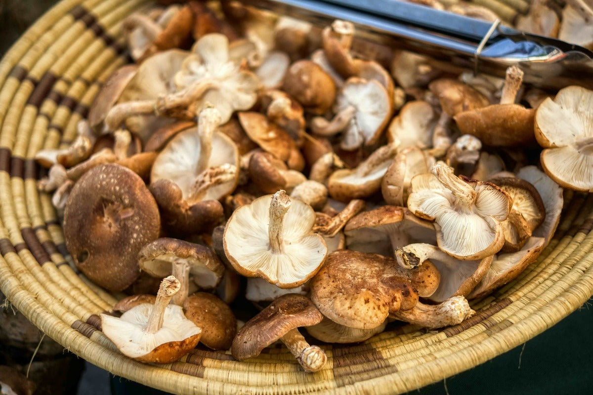 Mushrooms: More Than Just a Tasty Meal to Help Boost the Health of Your Pets
