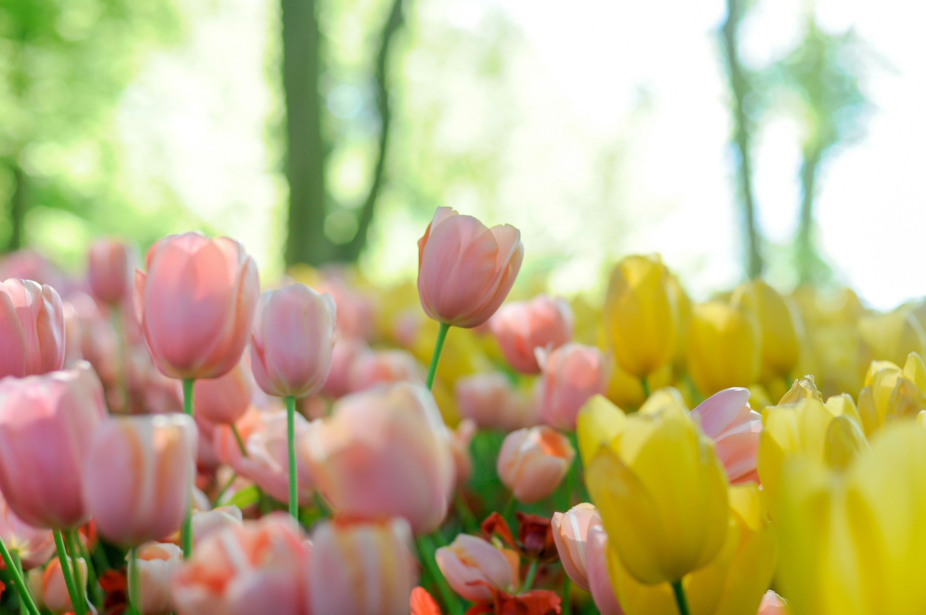 6 Plants That Are Toxic To Dogs & Cats