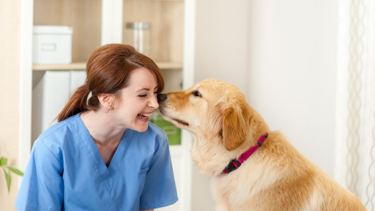 Why You Should Consider Holistic Healthcare For Your Pets