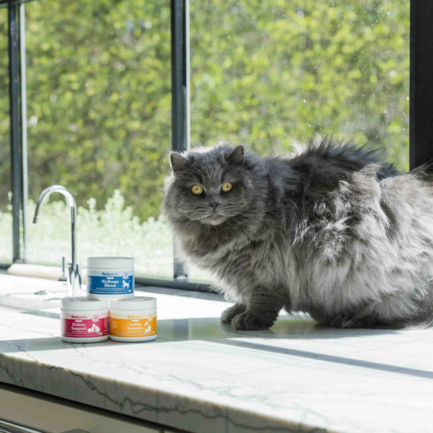 Feline Supplements