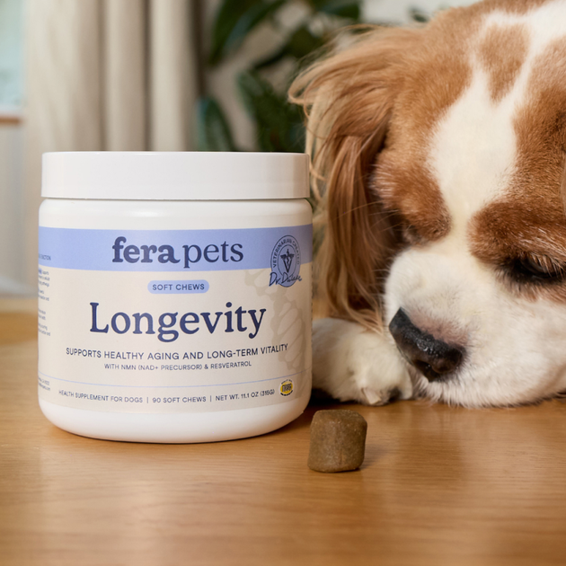 A Cavalier King Charles Spaniel sniffs a Fera Pets Longevity for dogs soft chew on a wooden table with a jar of the Longevity chews in the middle of the image. 