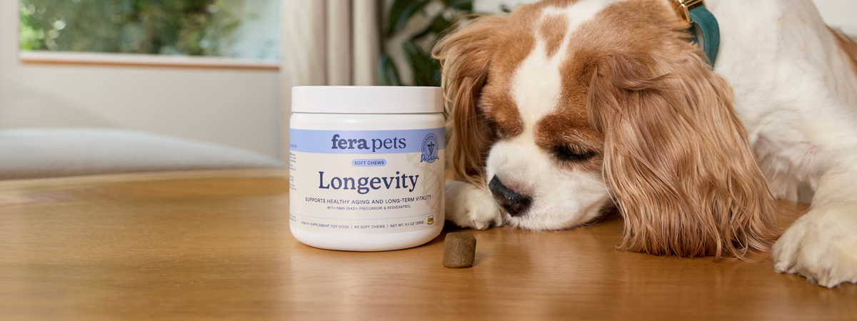 A Cavalier King Charles Spaniel sniffs a Fera Pets Longevity for dogs soft chew on a wooden table with a jar of the Longevity chews in the middle of the image. 