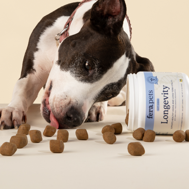 A black and white dog is eating a Fera Pets Longevity Soft Chew with the jar tipped over in the background.