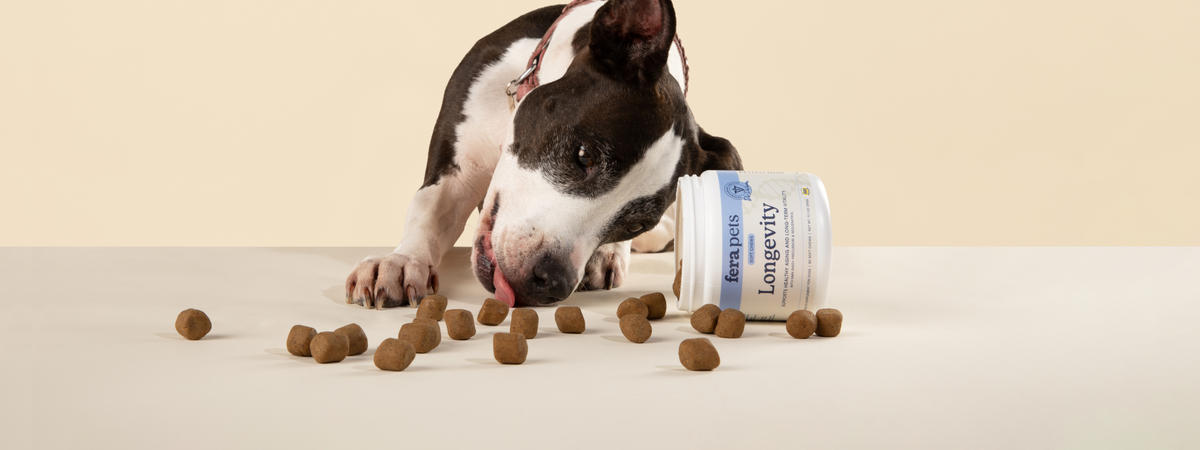 A black and white dog is eating a Fera Pets Longevity Soft Chew with the jar tipped over in the background.