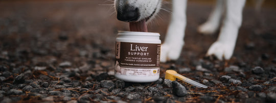 Liver Support – tagged 
