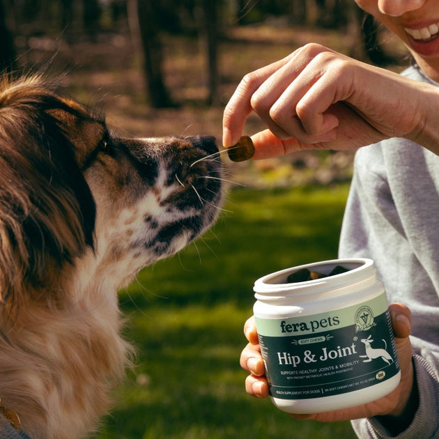 dog supplements
