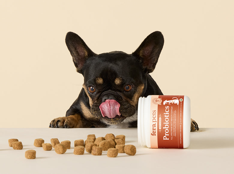 A black and tan French Bulldog is in front of a beige background, licking its lips, with scattered Fera Pets Probiotics Soft Chews in front of it.