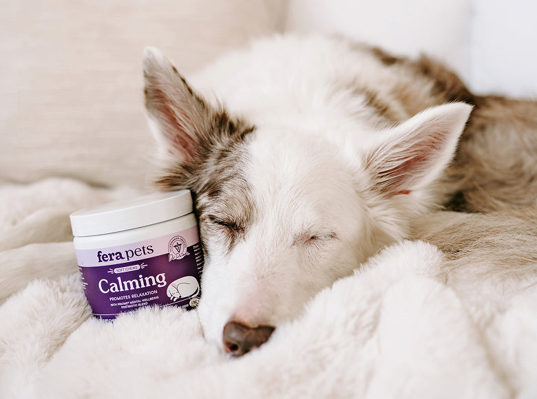 Good news for good dogs. 