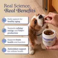 A small brown-and-white dog is being fed a Longevity soft chew while a human hand holds an open jar of Fera Pets Longevity pet supplements.