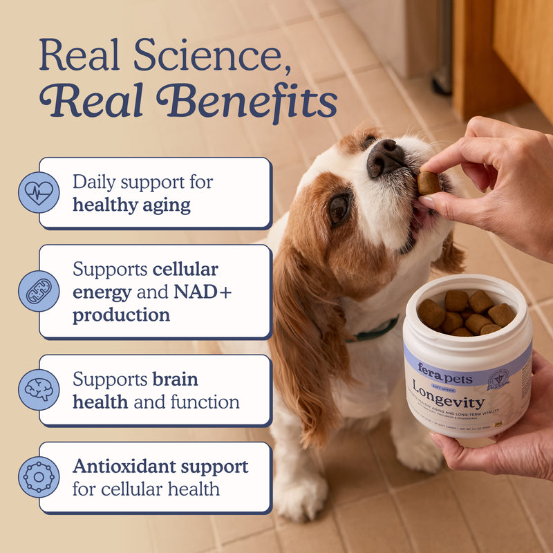 A small brown-and-white dog is being fed a Longevity soft chew while a human hand holds an open jar of Fera Pets Longevity pet supplements.